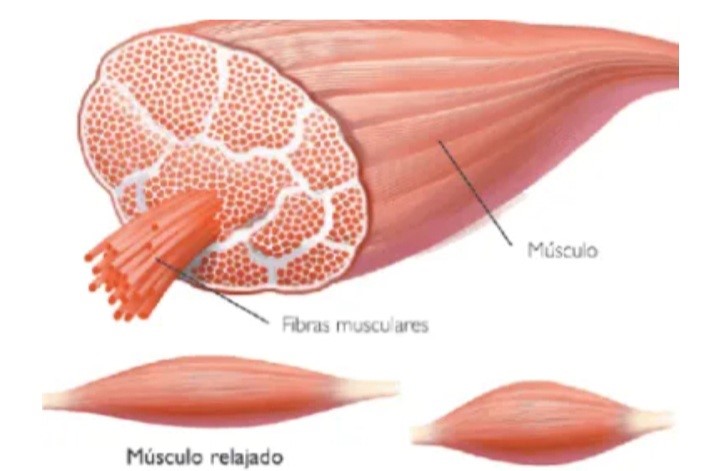 contracturas musculares